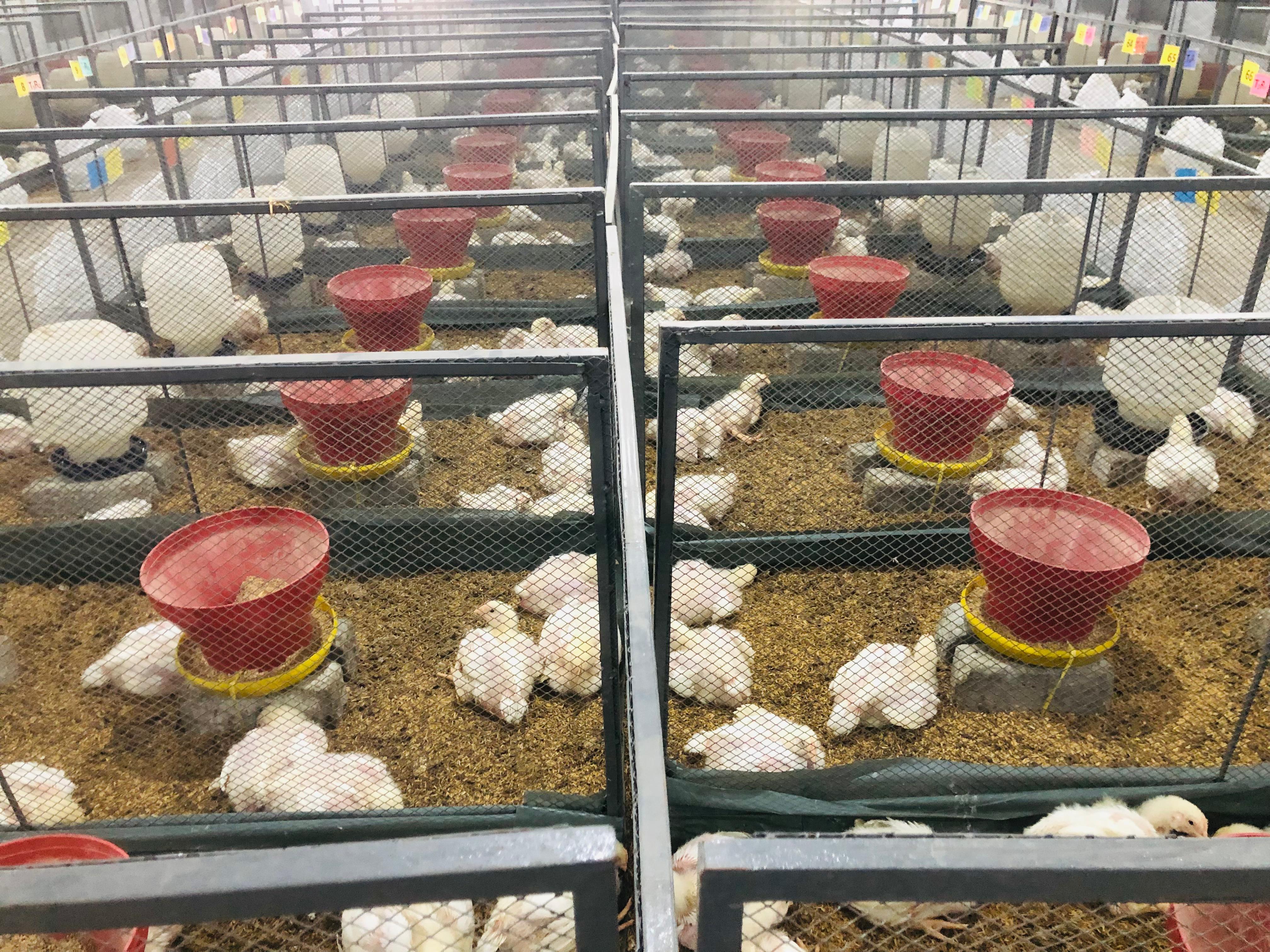 Natural alternatives to antibiotic growth promoters